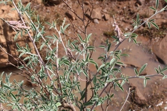 Indigofera oblongifolia